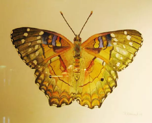 papillon multicolore