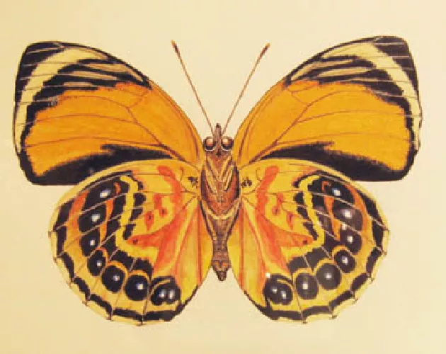 papillon orangé