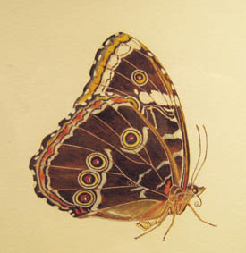papillon brun